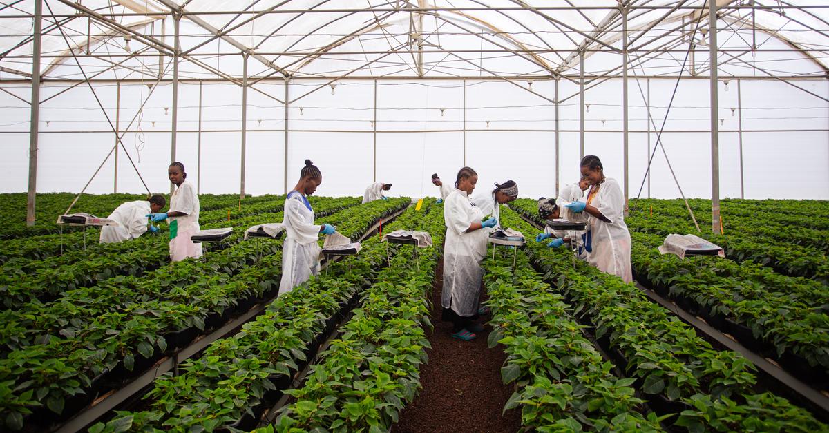 -Ostafrika-muss-Europas-n-chster-Wirtschaftspartner-werden-