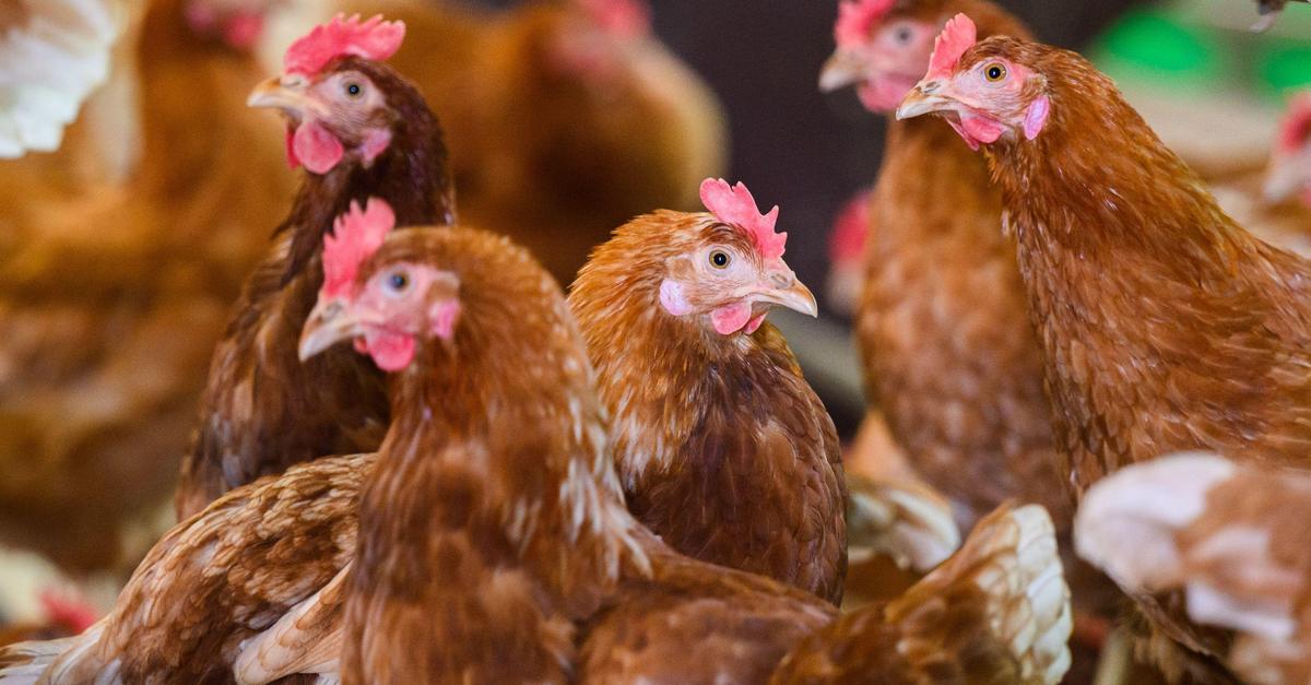 Alzey-Worms-Gefl-gel-vorsorglich-im-Stall-halten