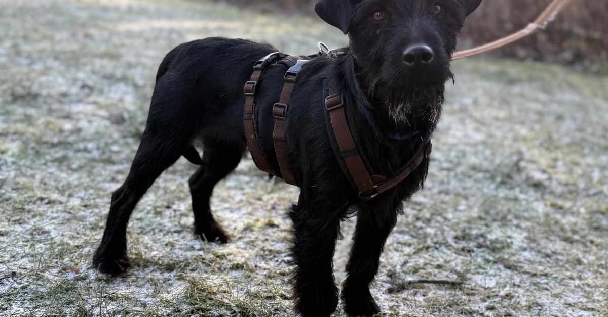 Zuhause-gesucht-in-Worms-H-ndin-Thea