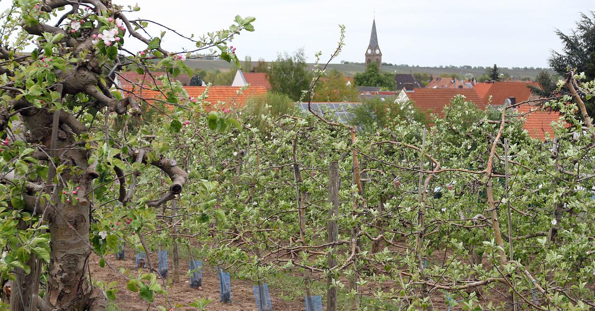 Was-es-bei-der-Wiesoppenheimer-Weinwanderung-zu-erleben-gibt