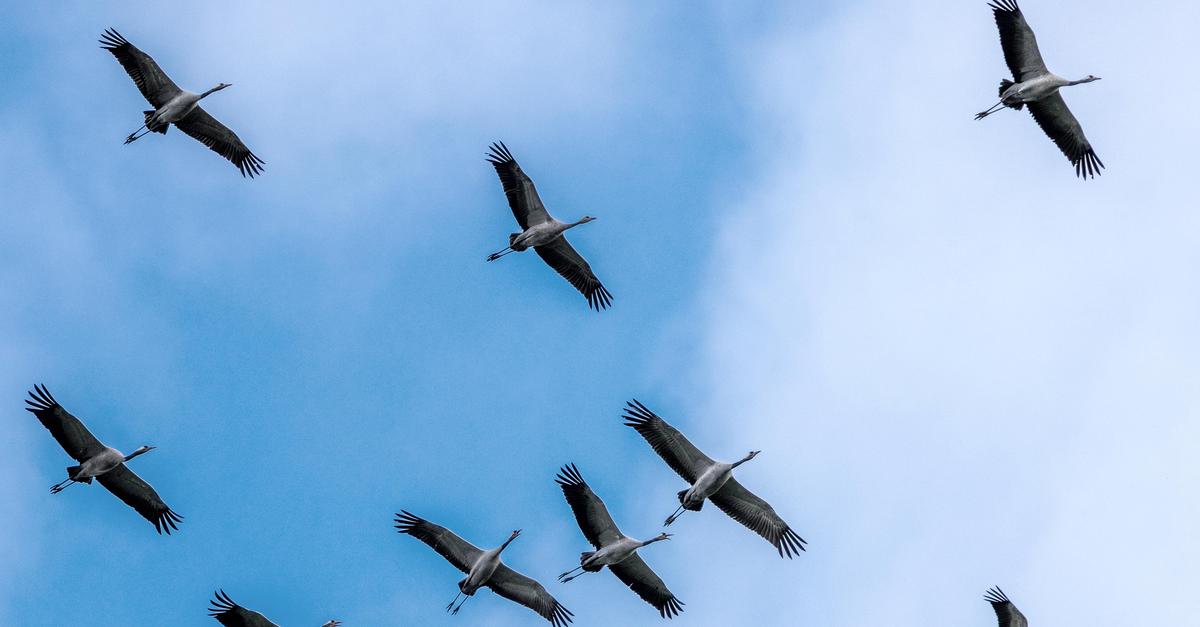 Wormels-Fr-hlingsgef-hle