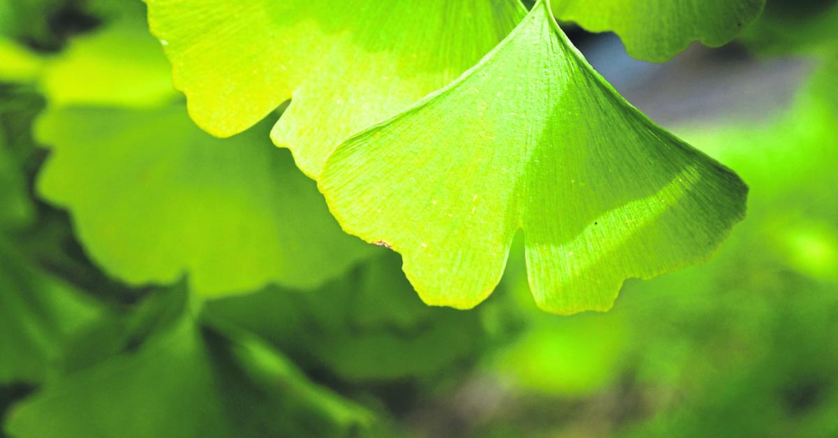 Wormel-Wer-speist-unter-Wormels-Auto-