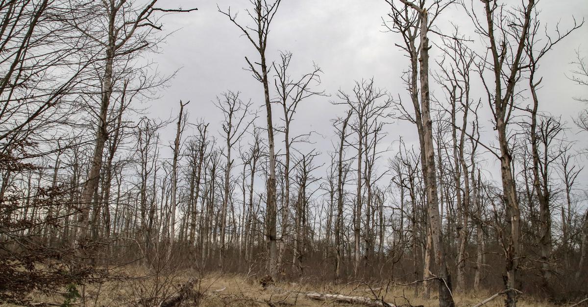 Wir-und-das-Klima-Sch-dliches-Salz-und-gestresste-W-lder