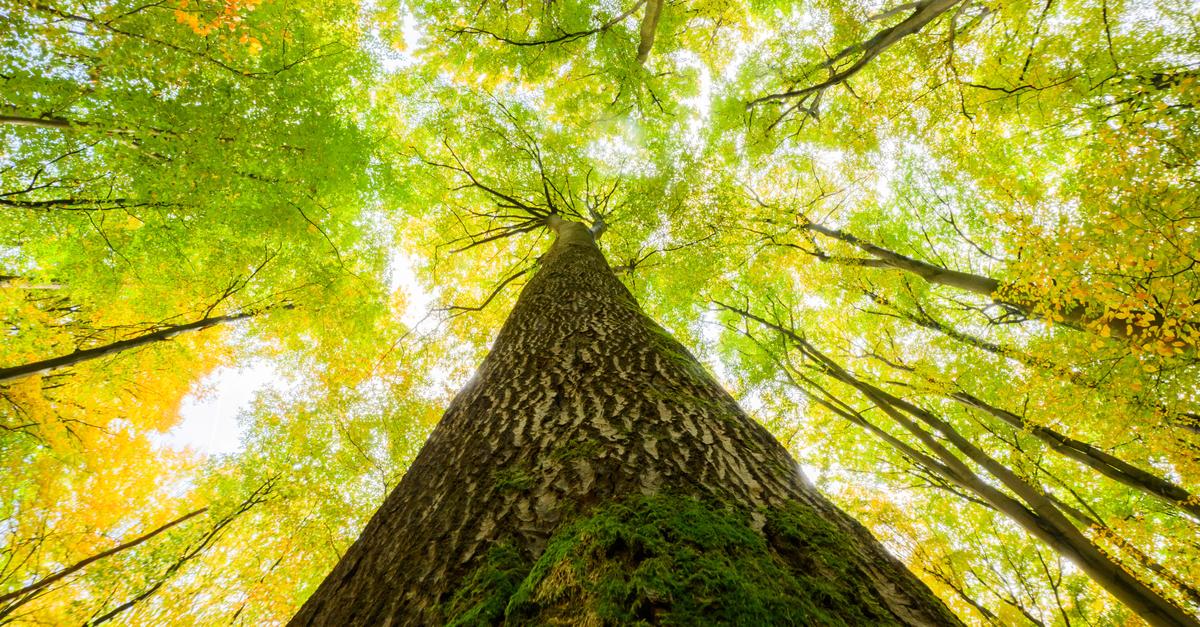 Bildband-B-ume-sind-der-Atem-der-Welt