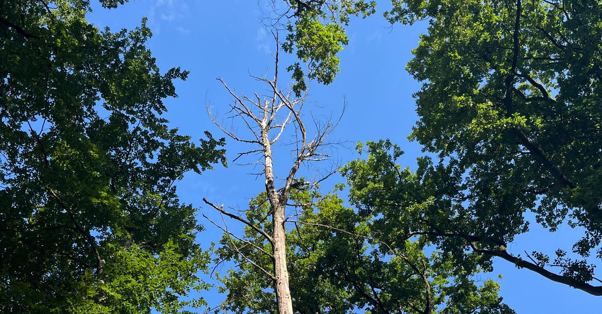 Wir-und-das-Klima-Hochwasserschutz-und-D-rrefolgen-im-Wald