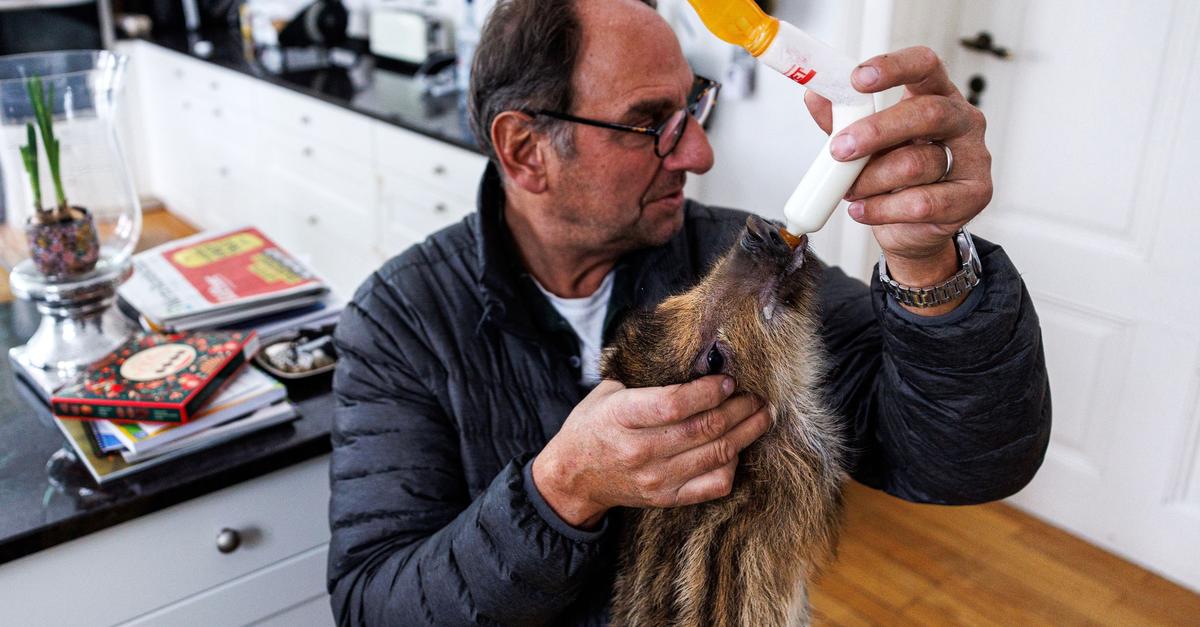 Frischlinge-im-Wohnzimmer-Familie-zieht-Wildtiere-gro-