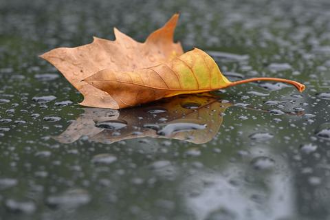 Ein herbstlich gefärbtes Blatt liegt bei Regen auf einem Autodach.