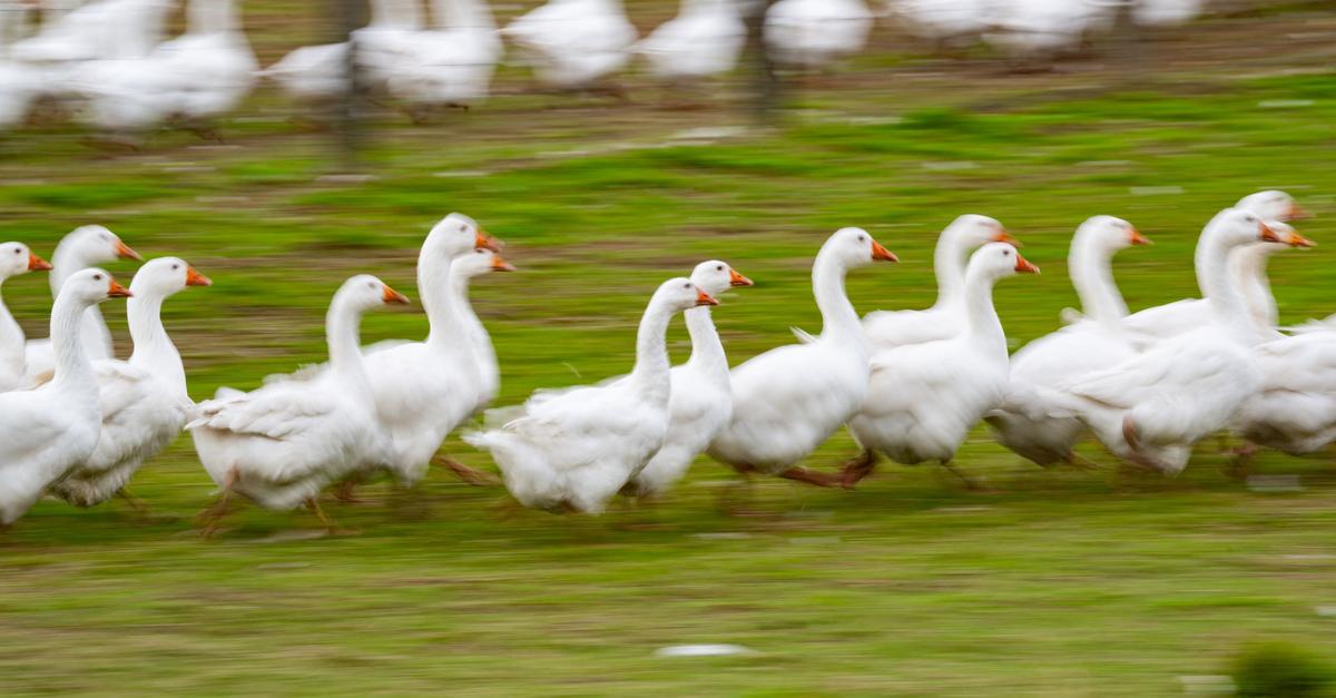 Keine-Antibiotika-R-ckst-nde-im-G-nsefleisch