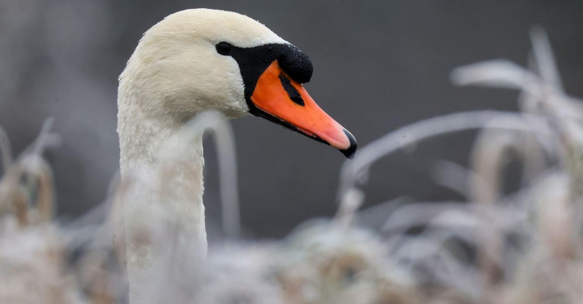 Zu-tief-unterwegs-Schwan-prallt-gegen-Windschutzscheibe