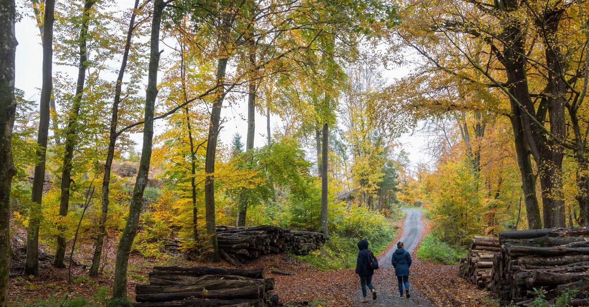 Wie-geht-es-dem-hessischen-Wald-