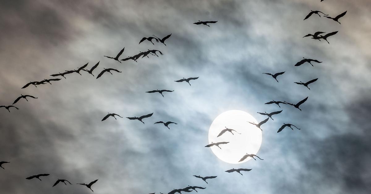 Der-Zug-der-Kraniche-hat-begonnen