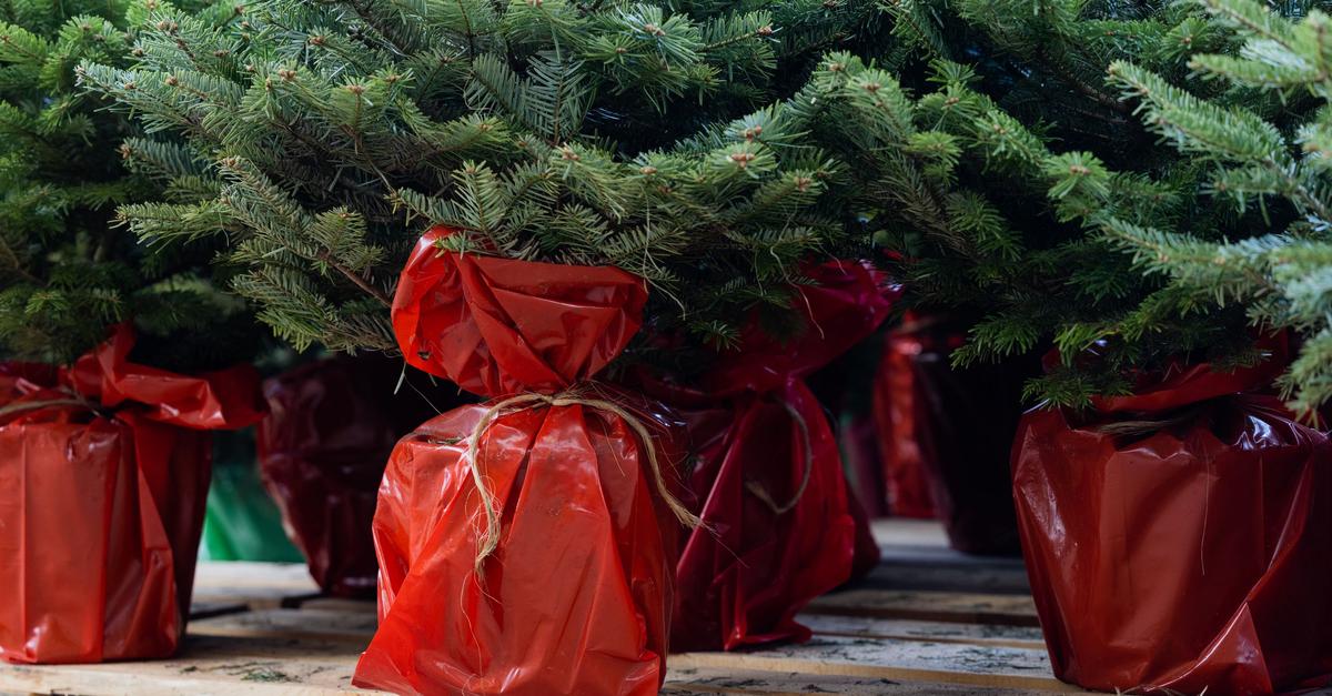 Pflanzung-im-Rheingau-Weihnachtsb-ume-d-rfen-weiter-wachsen