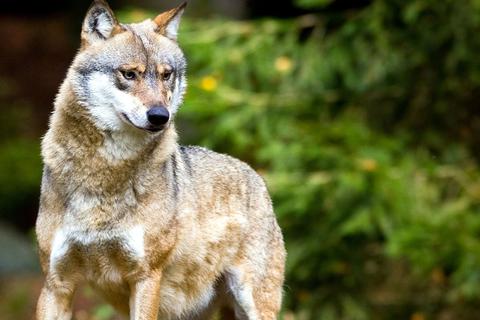 „Im Jahr 2022 wurde der Wolf bei circa 30 Prozent der gemeldeten und vom KLUWO begutachteten Nutztierrisse als Verursacher nachgewiesen oder konnte nicht als Verursacher ausgeschlossen werden“, sagt der Leiter des Zentrums, Julian Sandrini.
