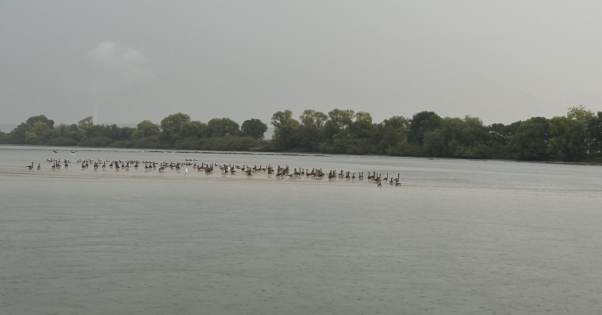 Ministerium-schweigt-Wie-geht-es-im-Inselrhein-weiter-