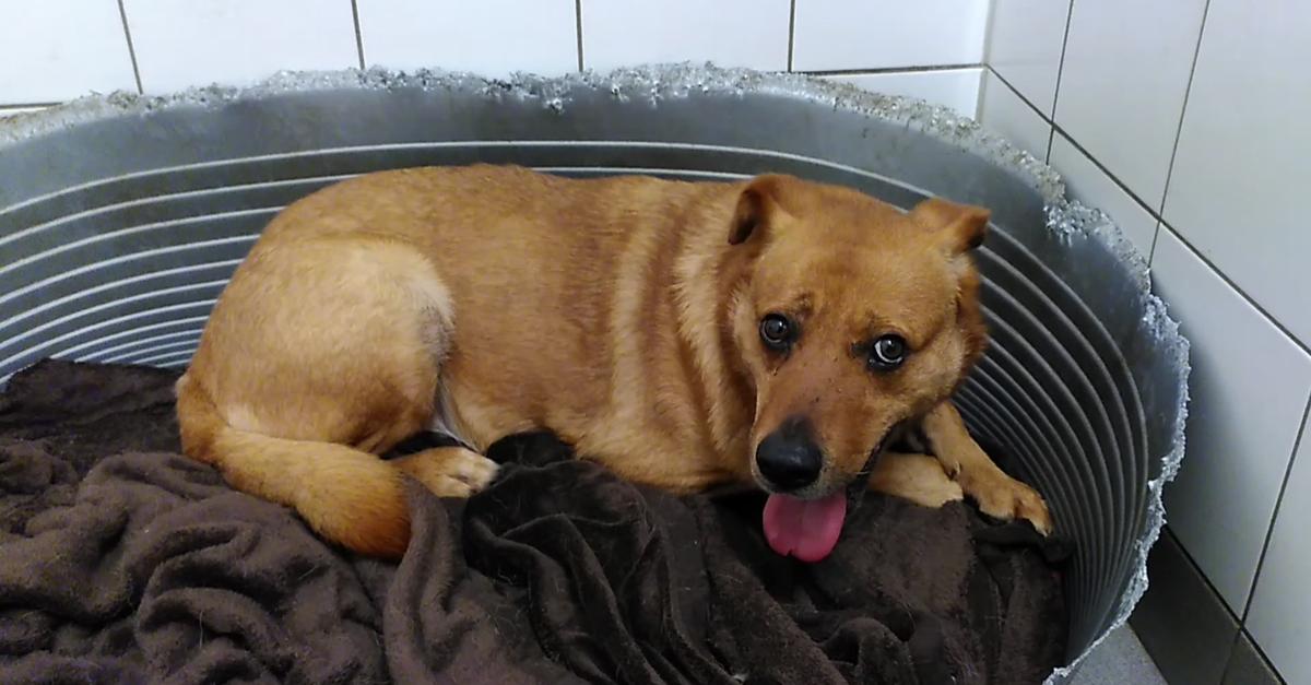 f-r-tiere-ist-silvester-ein-albtraum