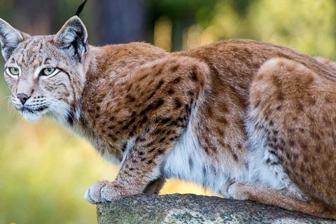 Ein Eurasischer Luchs ist selten in freier Wildbahn anzutreffen, in Hessen und Rheinland-Pfalz ist das jedoch nicht ausgeschlossen.