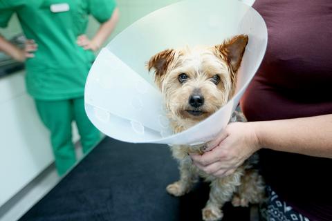 Wenn bei Hunden Krebs diagnostiziert wird, stellt sich häufig auch die Frage nach Operationen.  Foto: dpa