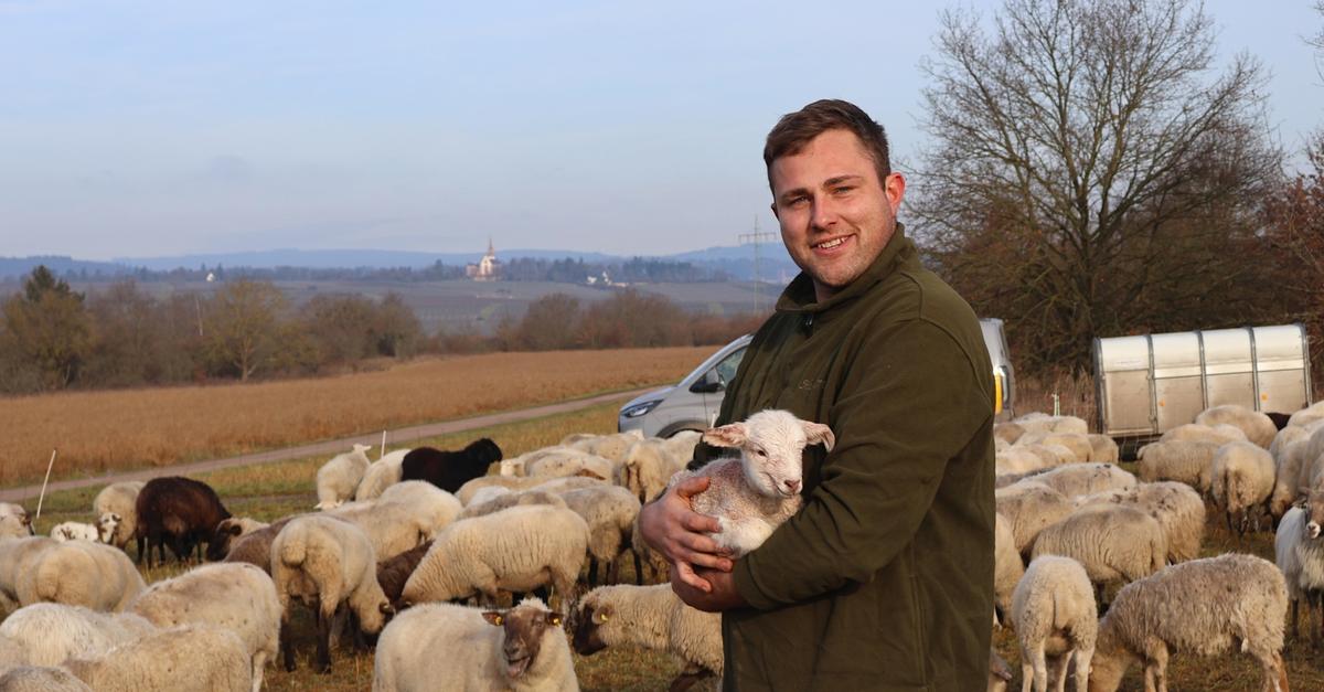 So-geht-es-dem-letzten-Wandersch-fer-in-Mainz-Bingen-heute