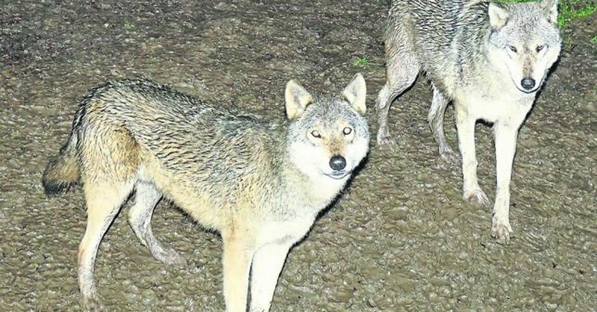 Zu-sp-ter-Stunde-den-Wormser-W-lfen-ganz-nah