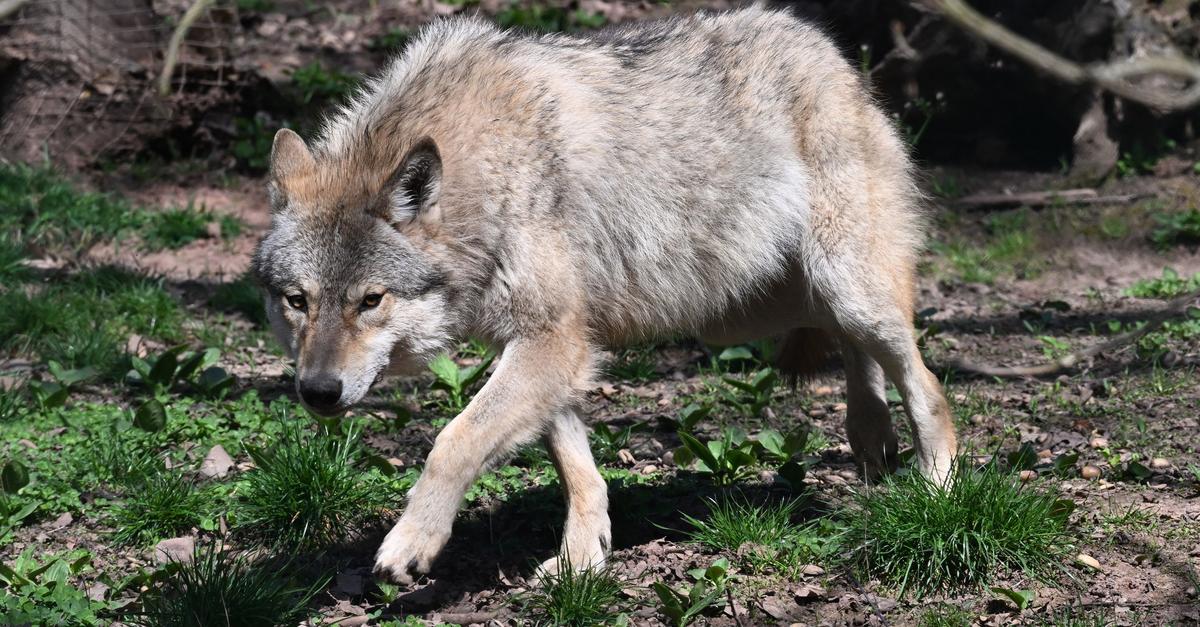Schafe-im-Westerwald-gerissen