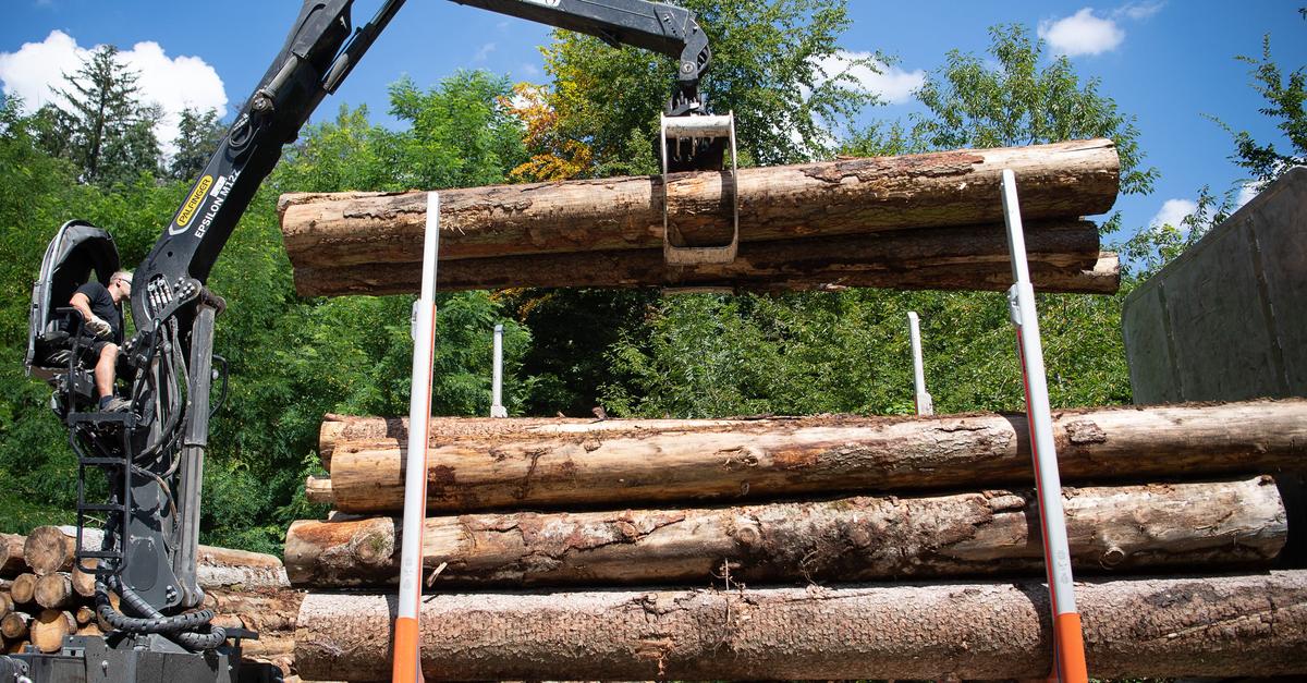 -Erschreckend-Wie-viele-Holztransporter-berladen-sind