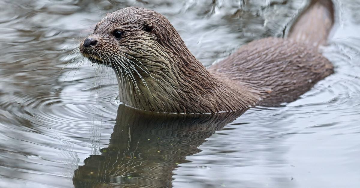 Otter-in-Rheinland-Pfalz-Sp-rhunde-finden-neue-Nachweise