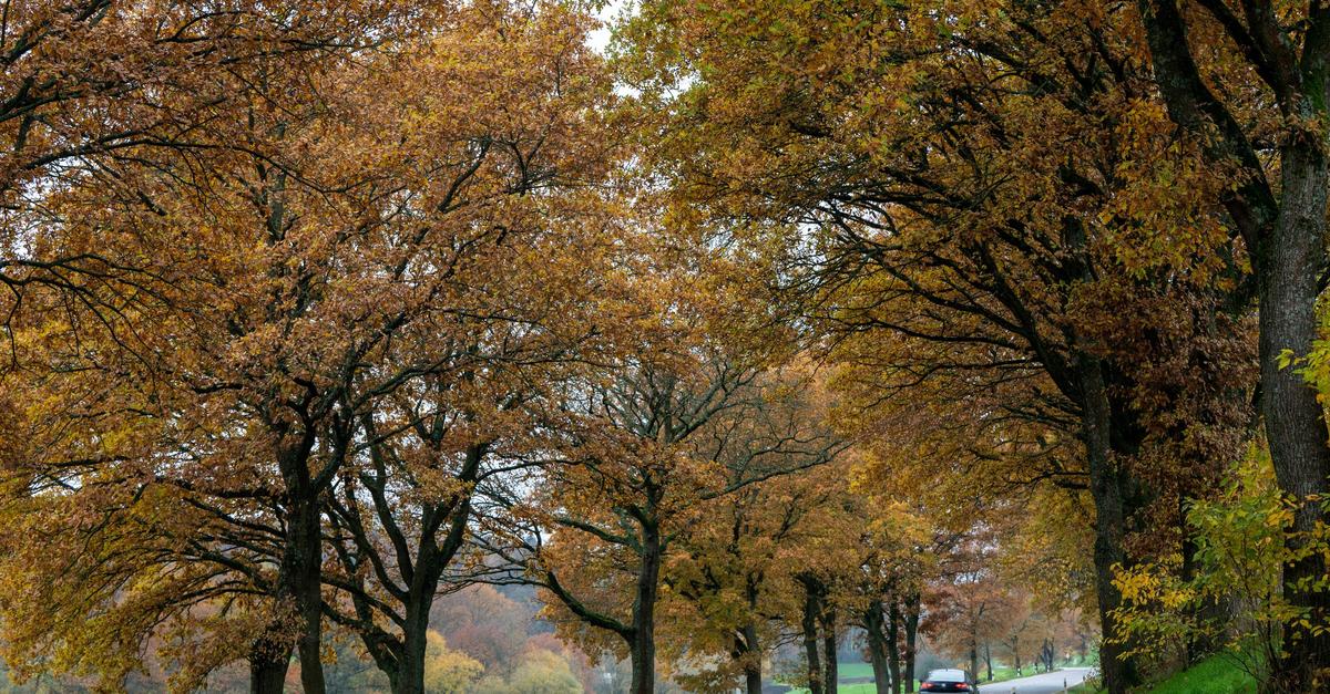 Nach-Sonne-kommt-Nebel-Wochenende-wird-grau-und-k-hler
