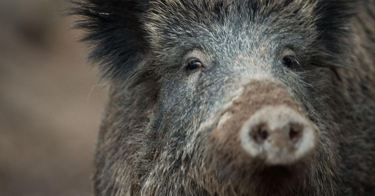 Wildschweine-sorgen-f-r-Aufruhr-J-ger-erlegen-Tiere
