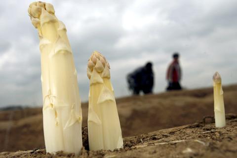Spargelernte in Griesheim im Kreis Darmstadt-Dieburg. Weil sich das Verbraucherverhalten ändert, reduzieren Landwirte im Ried den Spargel- und Erdbeeranbau.
