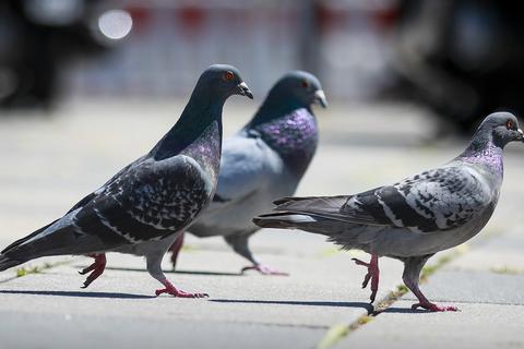 Nicht nur Greifvögel, Marder oder Ratten attackieren Stadttauben: Die Vögel werden zunehmend Opfer von Tierquälerei. Archivfoto: Lukas Görlach
