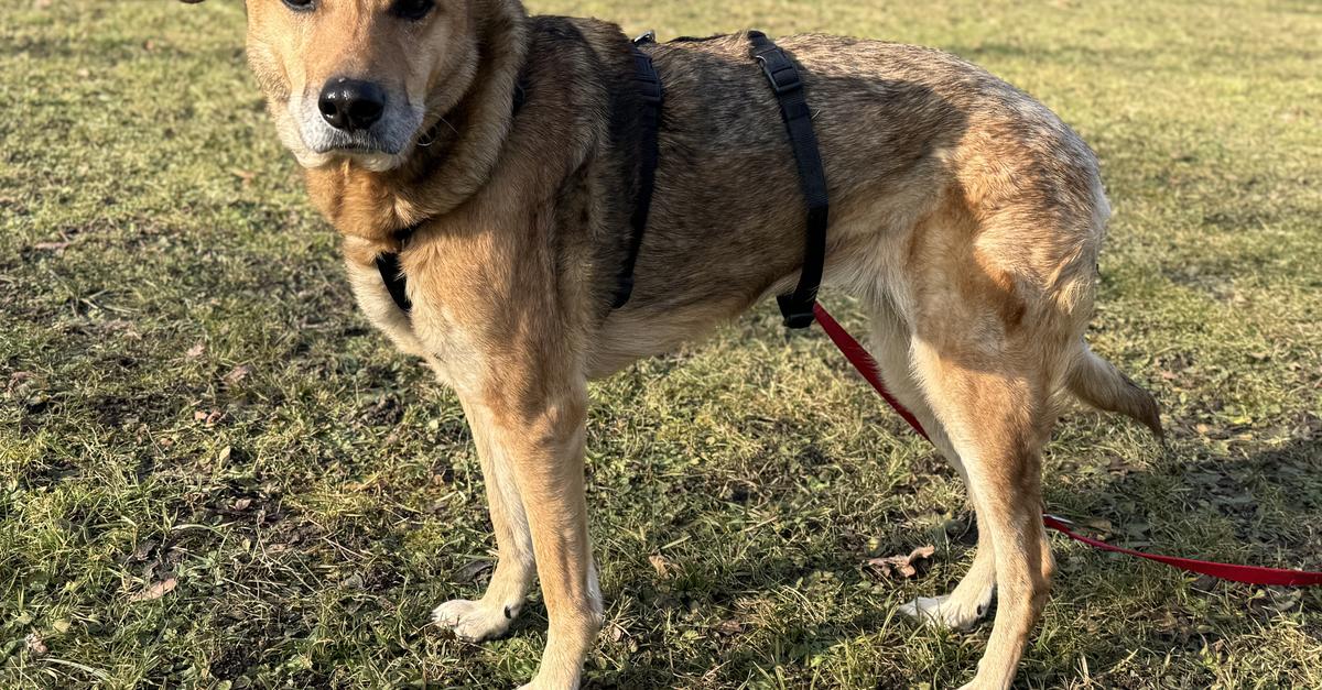 Sch-ferhund-Mischling-Mila-sucht-ein-liebevolles-Zuhause