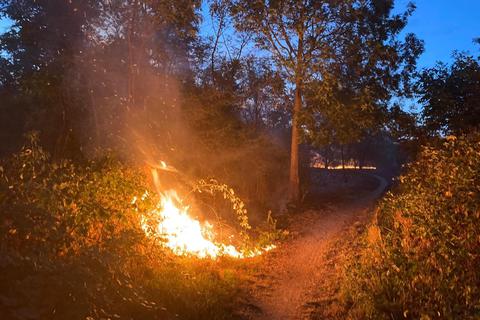 Im Wormser Norden standen am Samstagabend Hecken, Gebüsch und Gras in Flammen. Foto: Feuerwehr