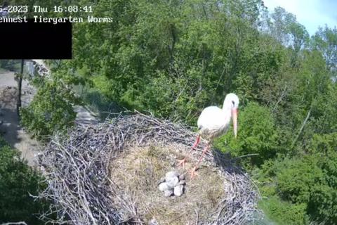 Vier Jungstörche wuseln nun im Nest des Wormser Tiergartens umher. Dabei kann man sie über eine Webcam rund um die Uhr beobachten. 