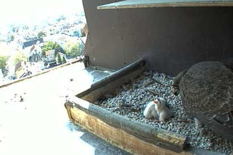 Wenn die Falkenmutter ihre Küken mal nicht warm hält, kann man sie beim Füttern live beobachten. Foto: Webcam Stadt Worms