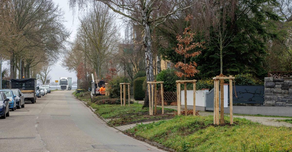 Pfeddersheimer-Anwohner-finanzieren-B-ume-f-r-ihre-Stra-e