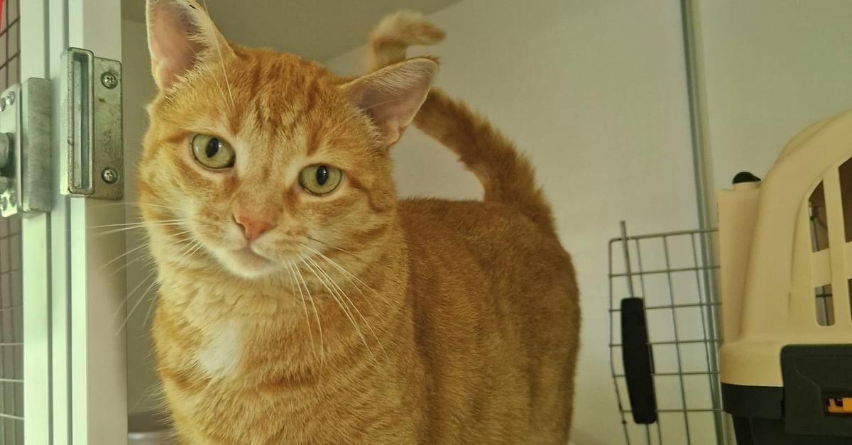 Tierheim-Worms-sucht-neues-Zuhause-f-r-Katze-Tilly