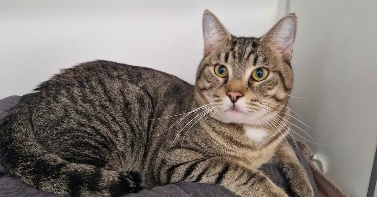 Liebevolles-Zuhause-f-r-Schmusekater-Simba-gesucht