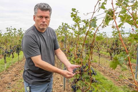 Das Unwetter hat für Hagelschaden an Weintrauben und Laub in den Weinbergen von Dr. Andreas Schreiber in Worms-Abenheim gesorgt. Weitere Winzer sind betroffen und auf helfende Hände angewiesen.