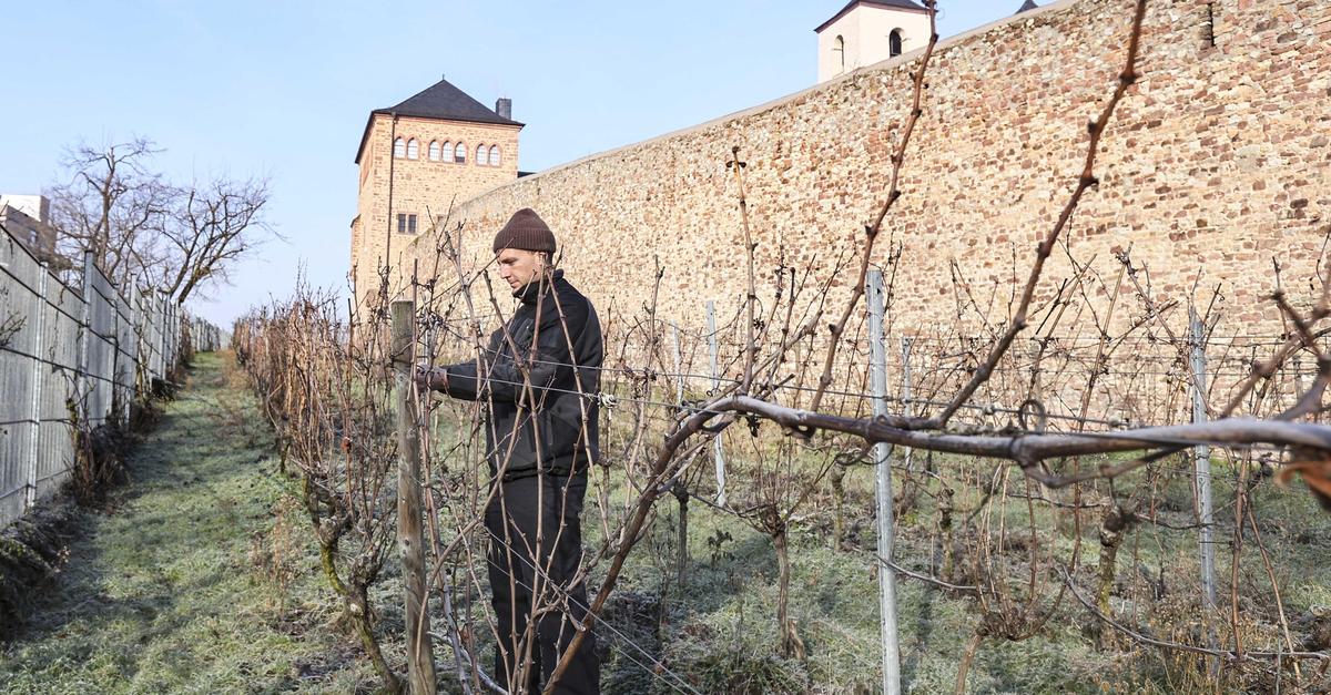 Rebenpatenschaft-an-Wormser-Stadtmauer-erleben