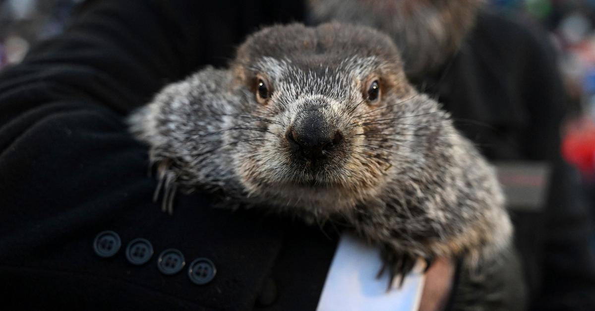 Wormel-Das-Murmeltier-hat-gesprochen-