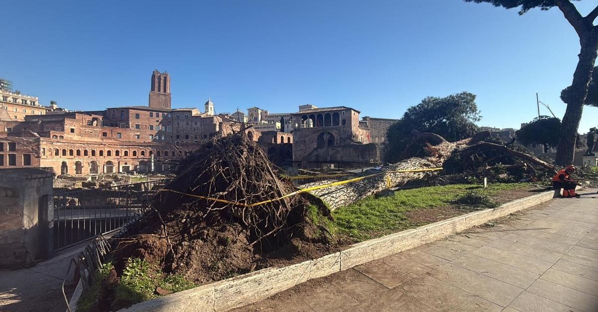 Roms-Pinien-in-Gefahr-Droht-das-gro-e-Baumf-llen-