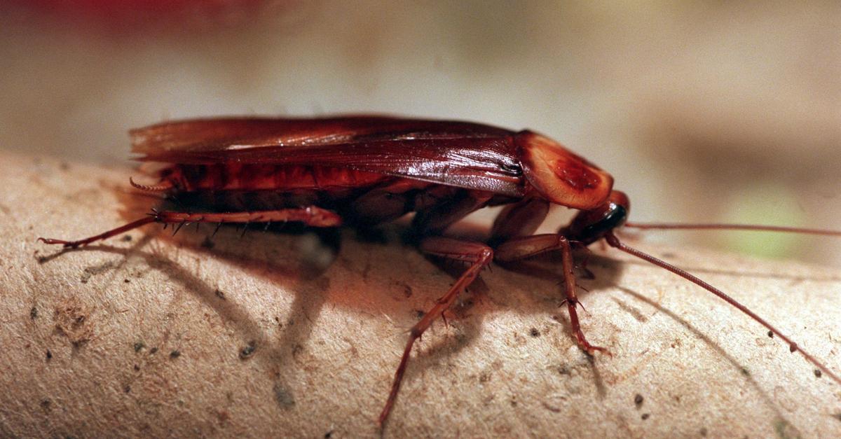 -Kakerlaken-Karma-Zoo-vergibt-Patenschaft-f-r-Rachs-chtige