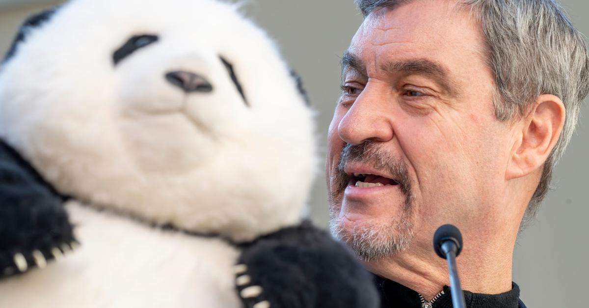 Kosten-Kritik-Hoffnung-Was-M-nchens-Pandas-bedeuten