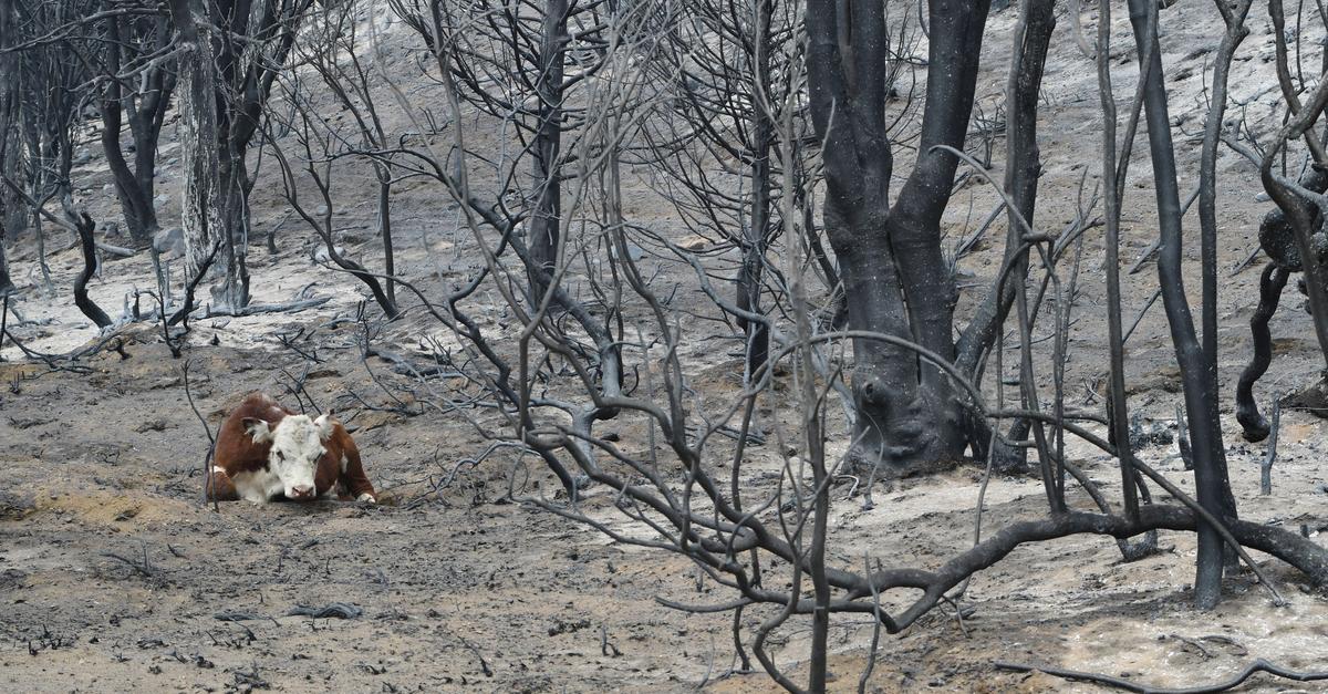 Waldbr-nde-in-Patagonien-Argentinien-ruft-den-Notstand-aus
