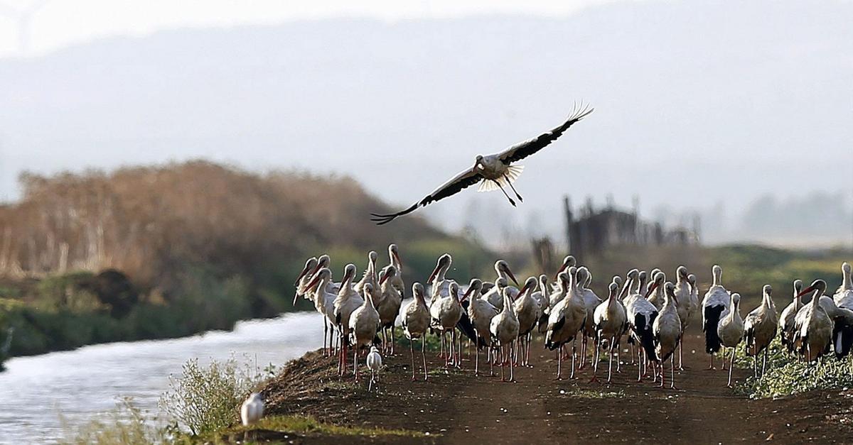 400-St-rche-in-Spanien-an-Vogelgrippe-verendet