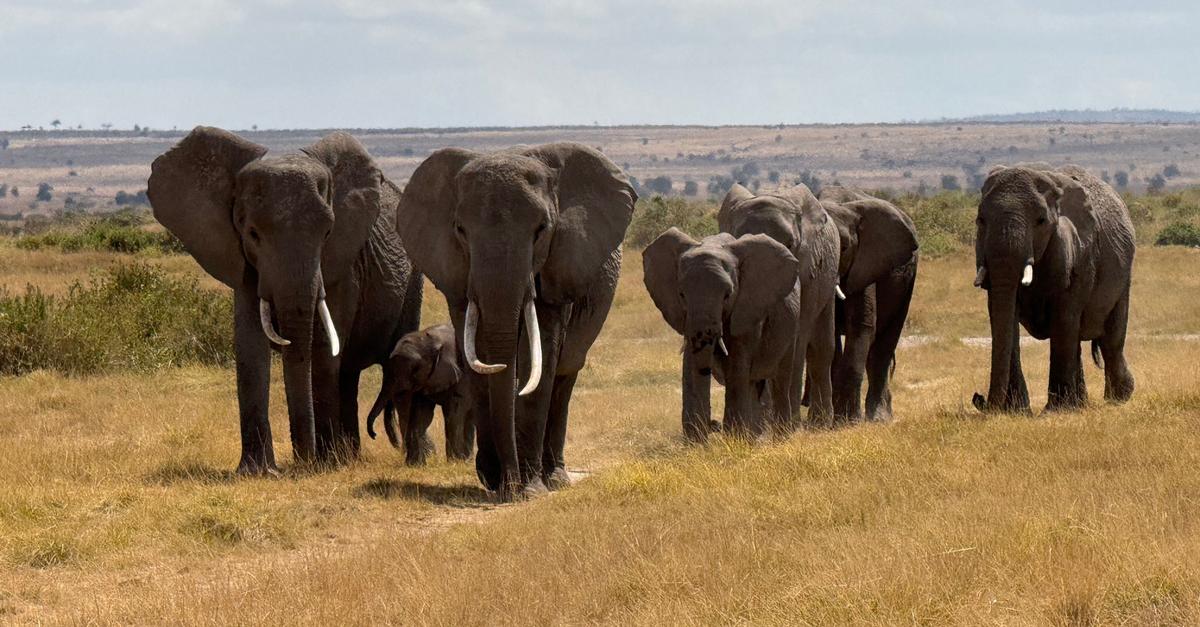 Politiker-in-Simbabwe-stirbt-nach-Verkehrsunfall-mit-Elefant