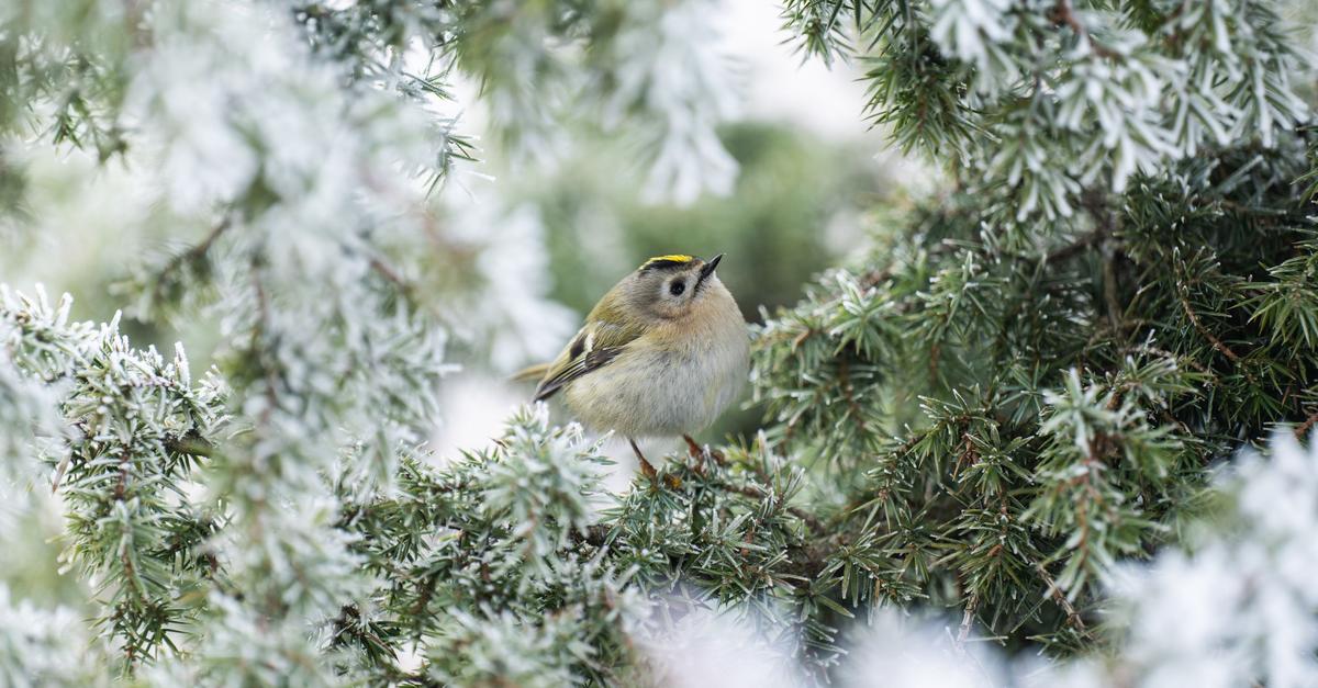DWD-K-nnte-das-k-lteste-Weihnachten-seit-15-Jahren-werden
