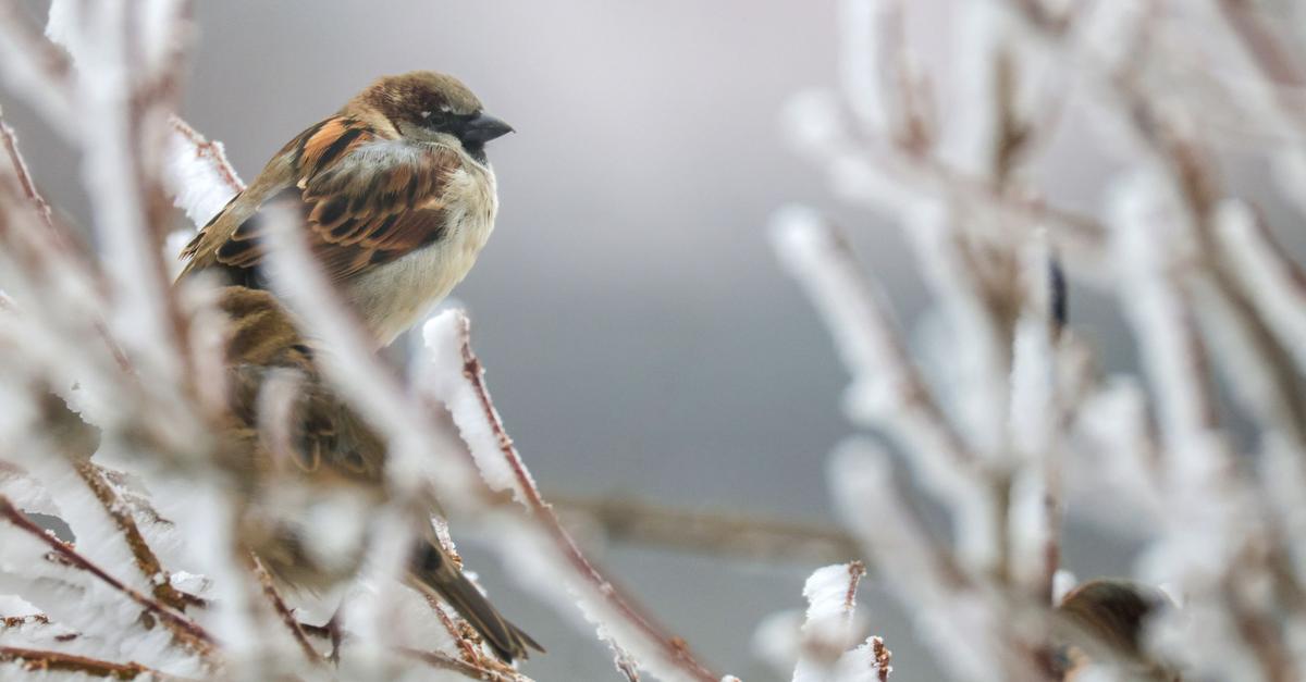 So-wenig-Winterv-gel-gez-hlt-wie-noch-nie