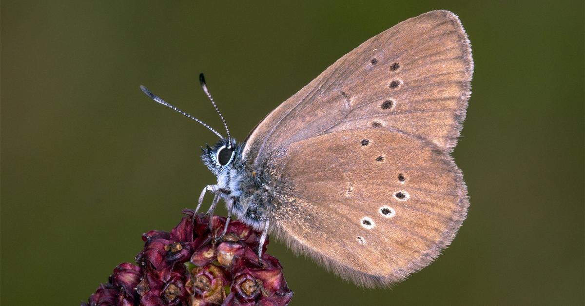 Dunkler-Wiesenknopf-Ameisenbl-uling-Schmetterling-des-Jahres