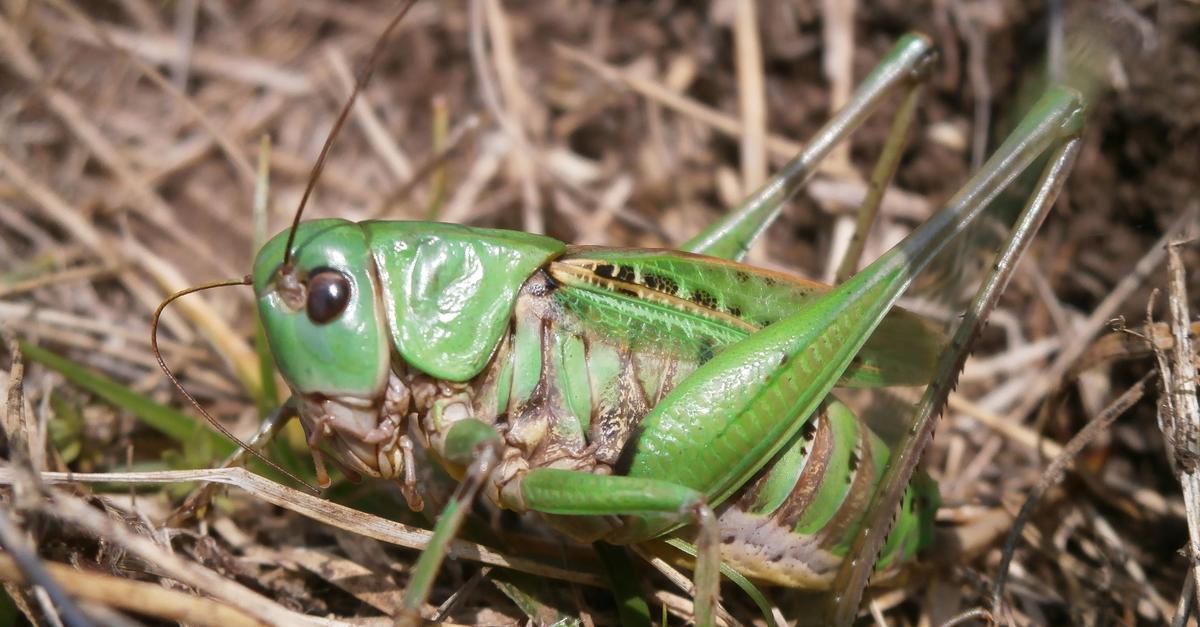 Der-Warzenbei-er-ist-Insekt-des-Jahres